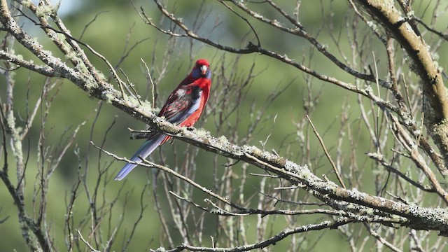 Crimson Rosella - ML635193496