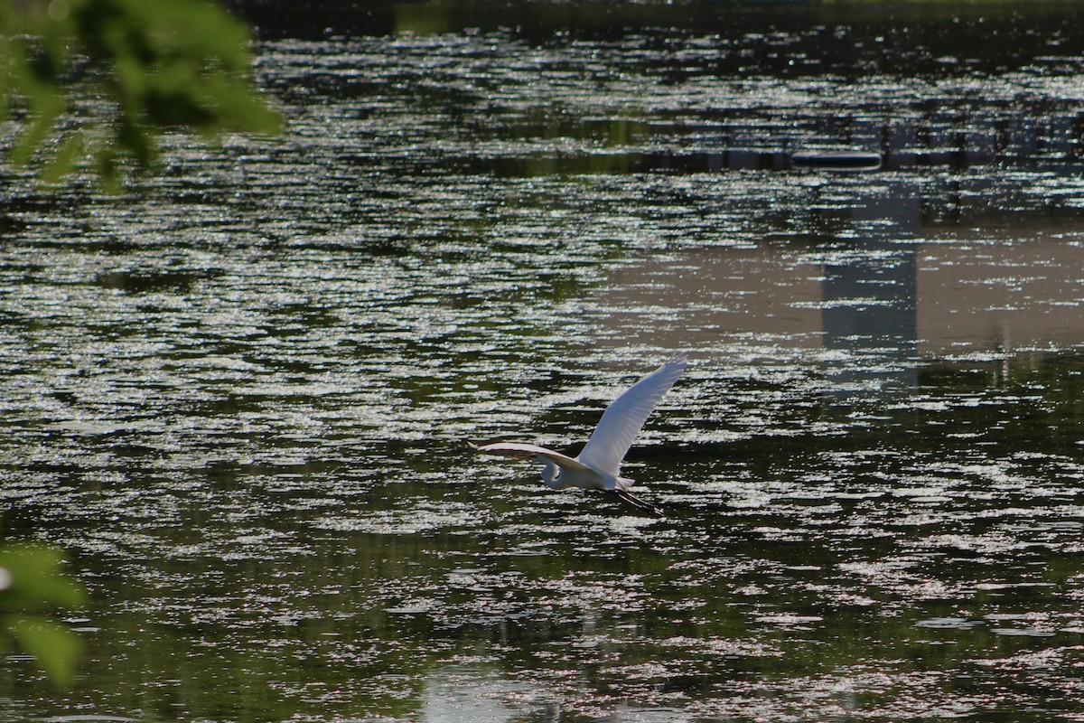 Great Egret - ML635193573