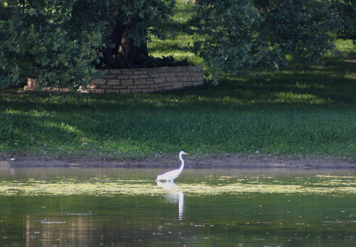 Great Egret - ML635193574