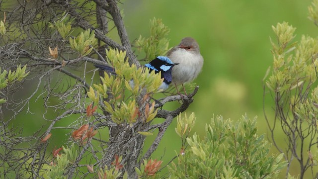 Superb Fairywren - ML635193589
