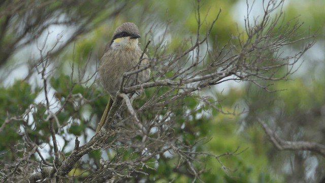 Singing Honeyeater - ML635193647