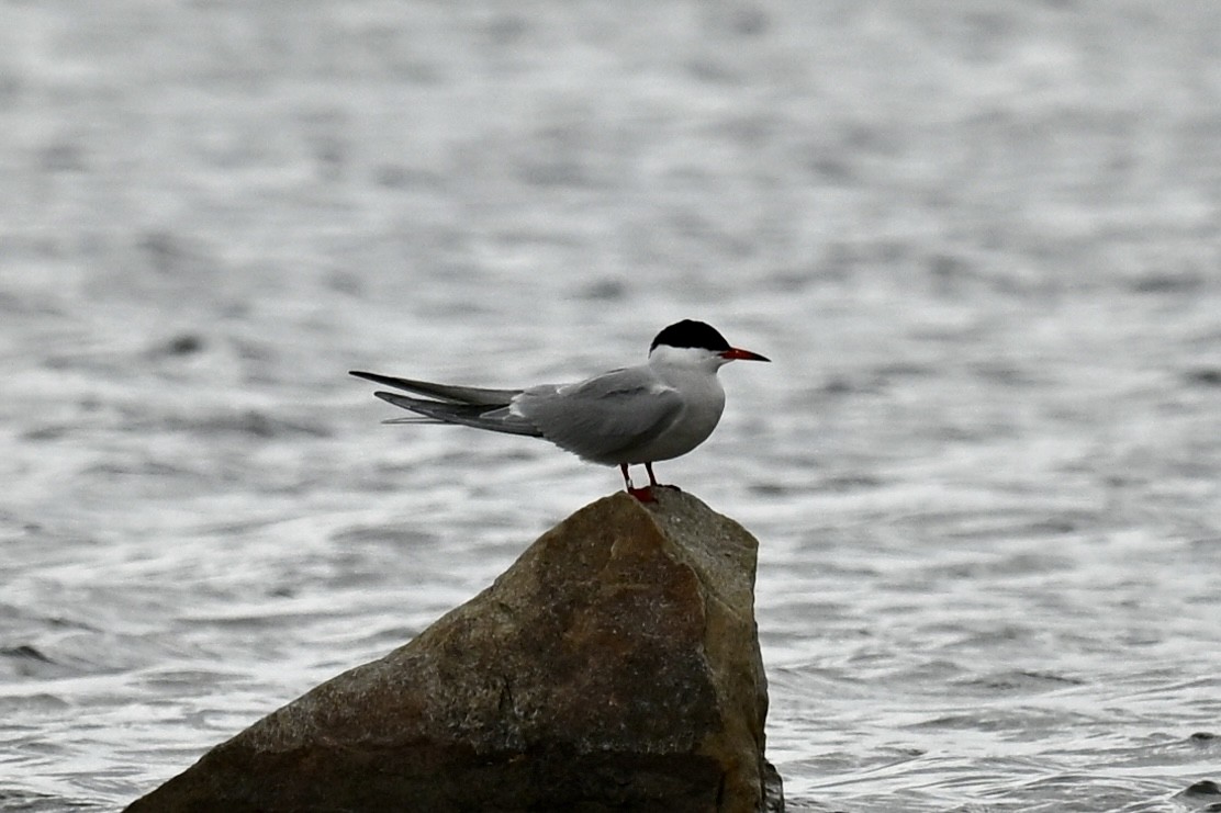 Common Tern - ML635193660