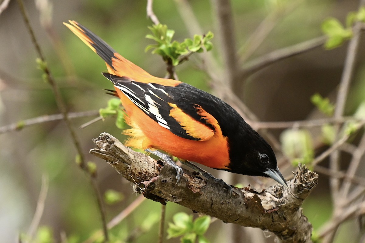 Baltimore Oriole - ML635193672