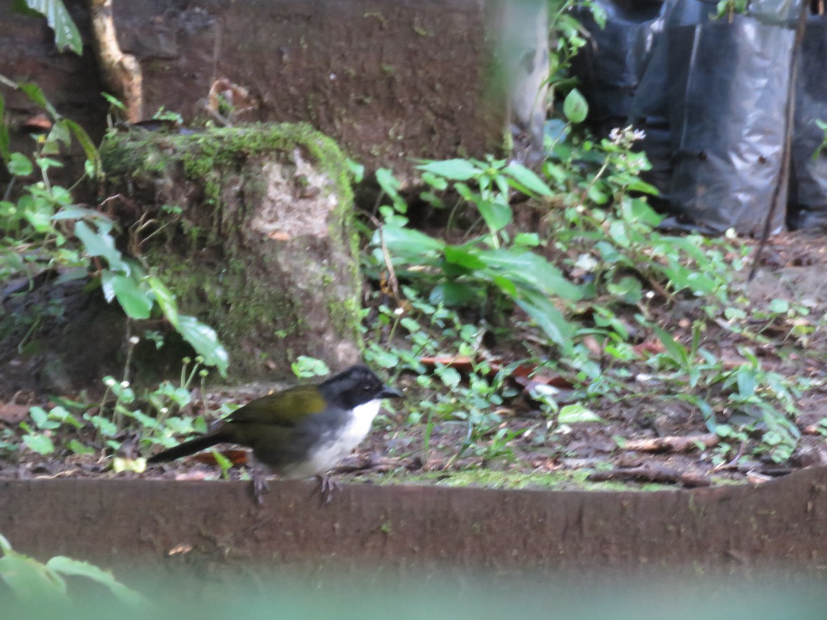 Costa Rican Brushfinch - ML635193731