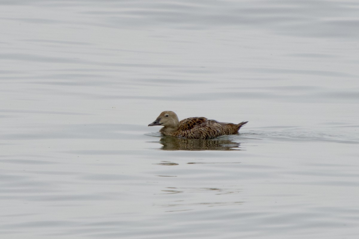 King Eider - ML635193732