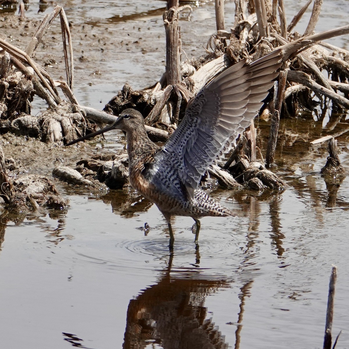 Long-billed Dowitcher - ML635193801