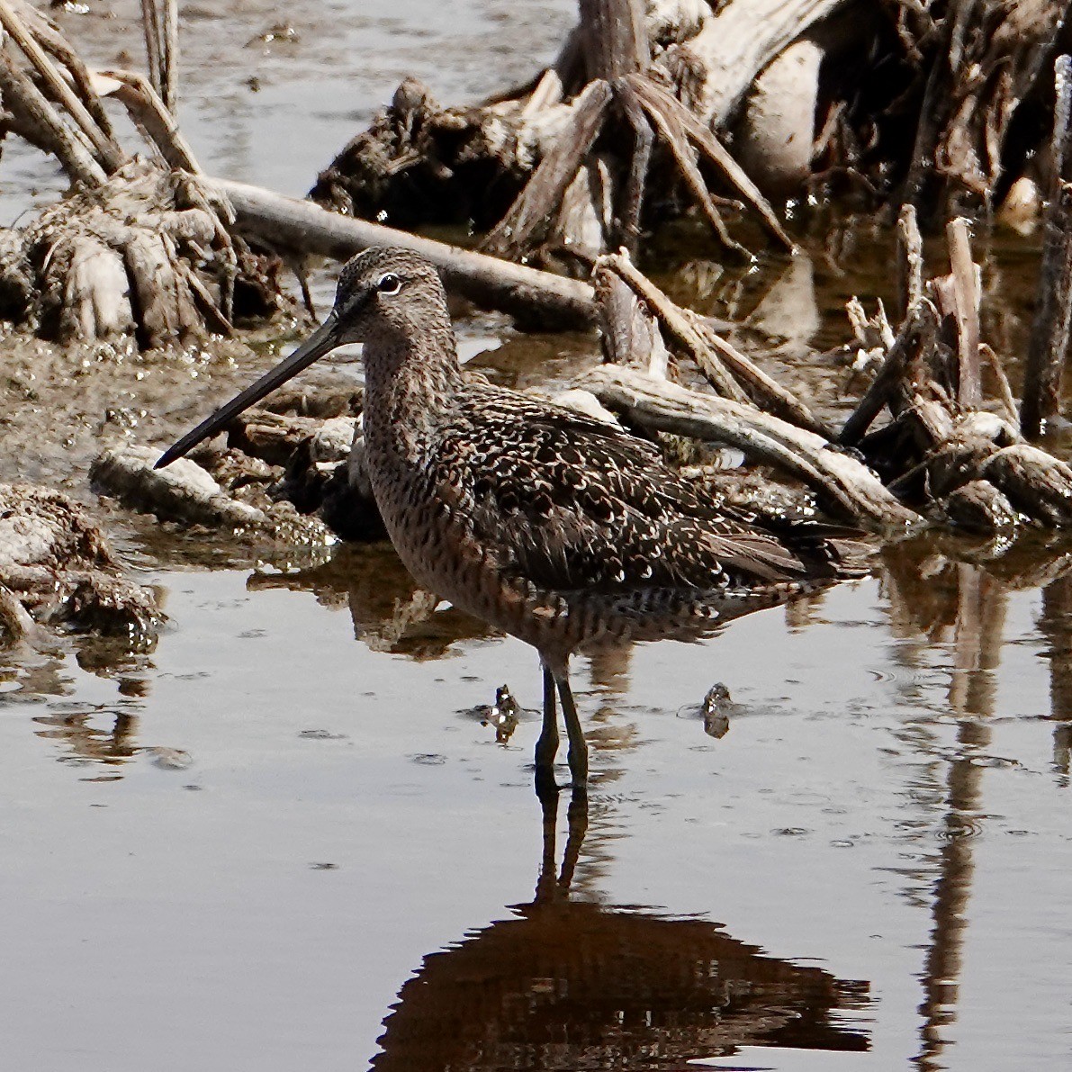 Long-billed Dowitcher - ML635193802