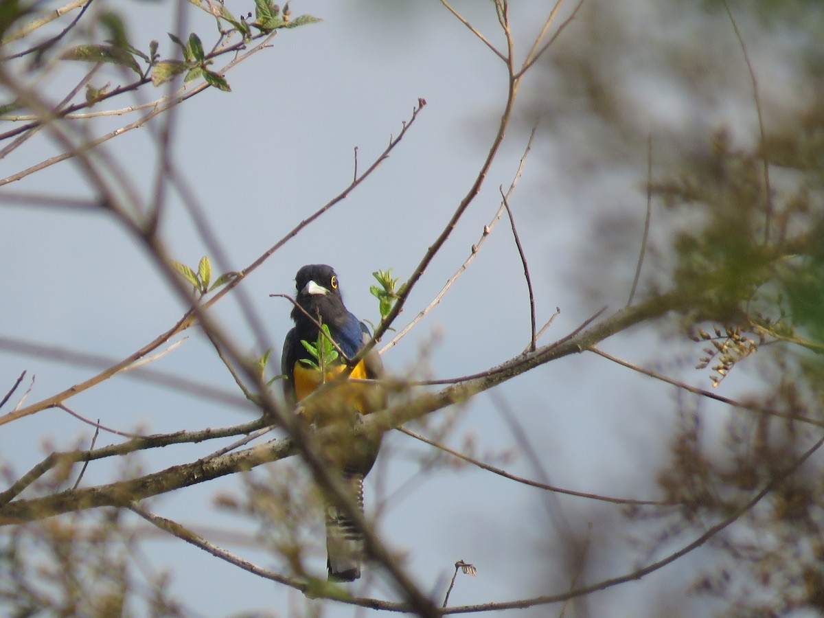 Gartered Trogon - ML635193817