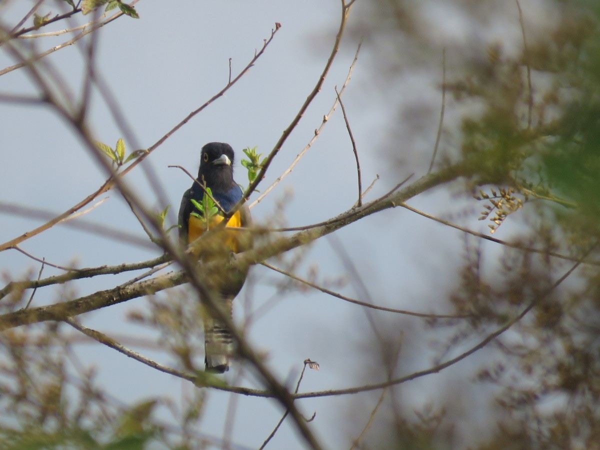 Gartered Trogon - ML635193822