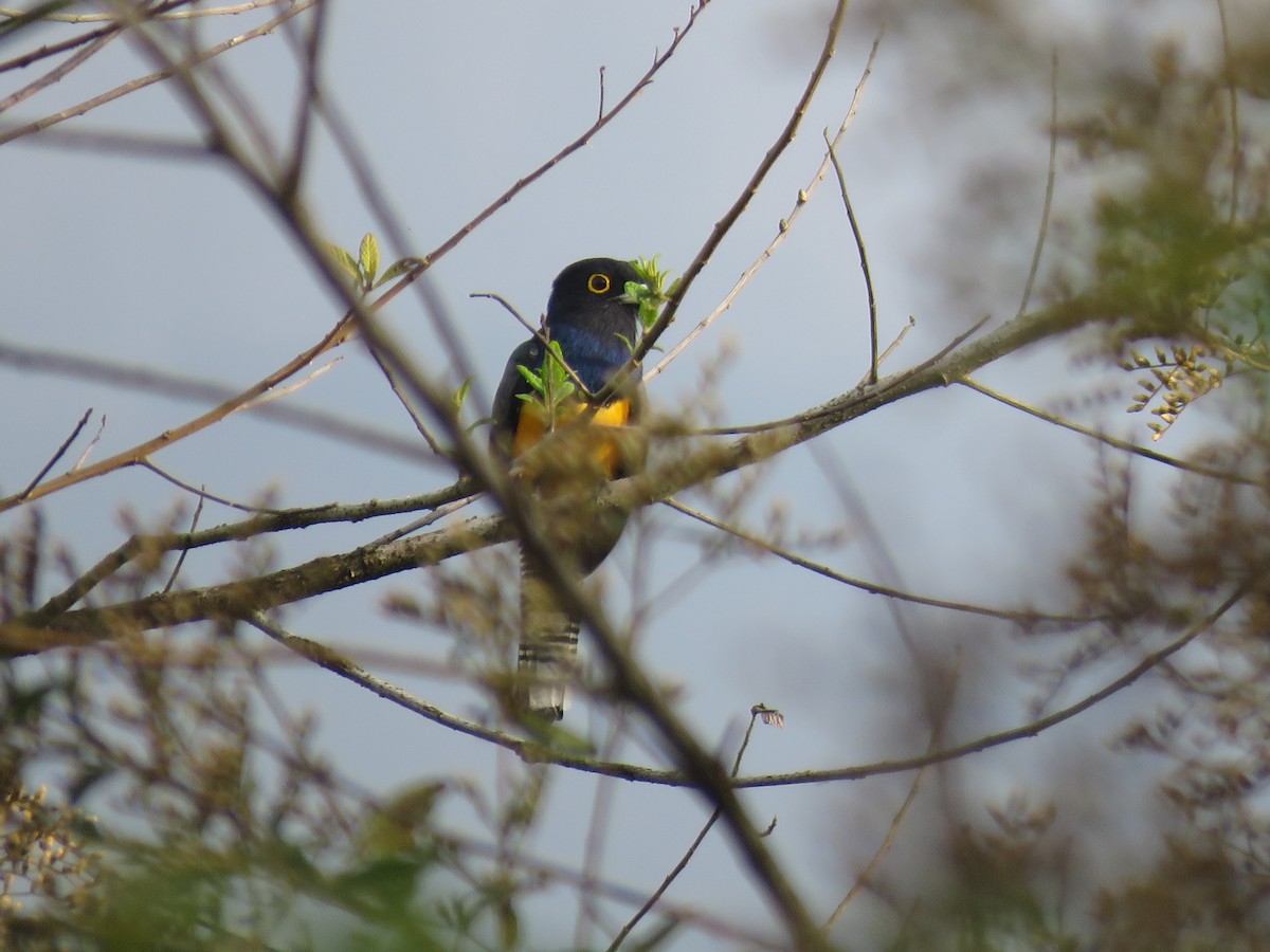 Gartered Trogon - ML635193825