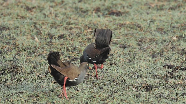 Black-tailed Nativehen - ML635193826