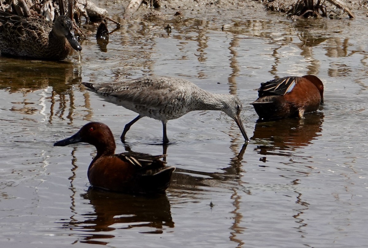 Willet - ML635193901