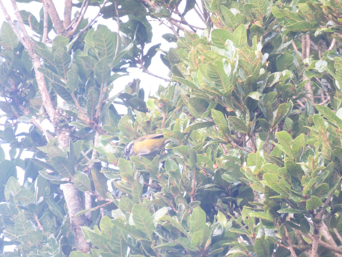 Sooty-capped Chlorospingus - ML635193956