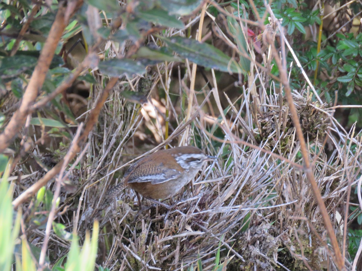 Timberline Wren - ML635194042