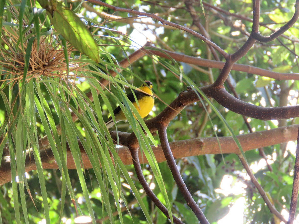 Collared Redstart - ML635194105