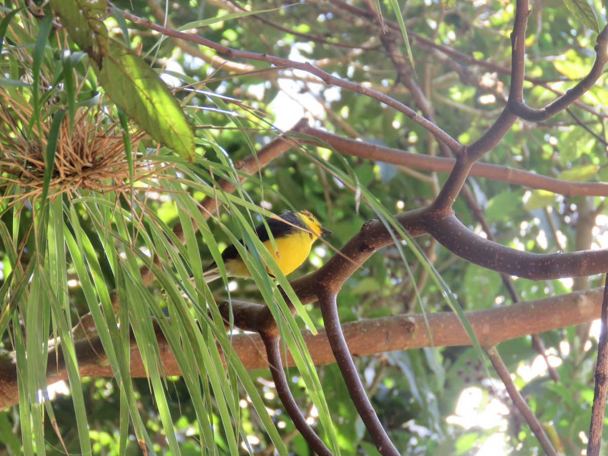 Collared Redstart - ML635194109