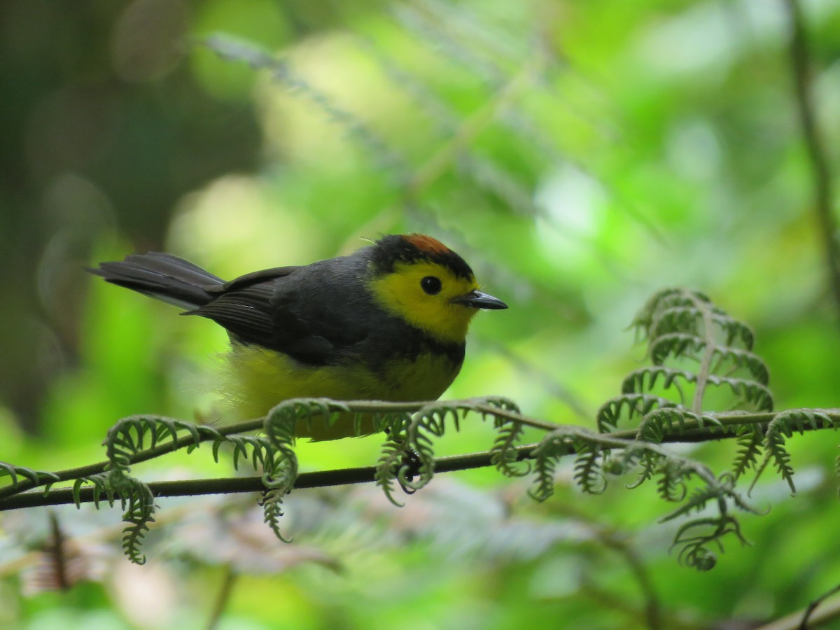 Collared Redstart - ML635194124