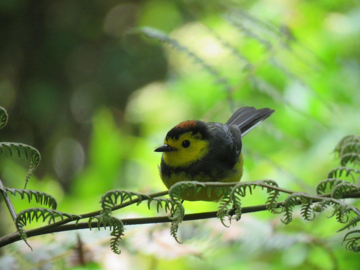 Collared Redstart - ML635194136