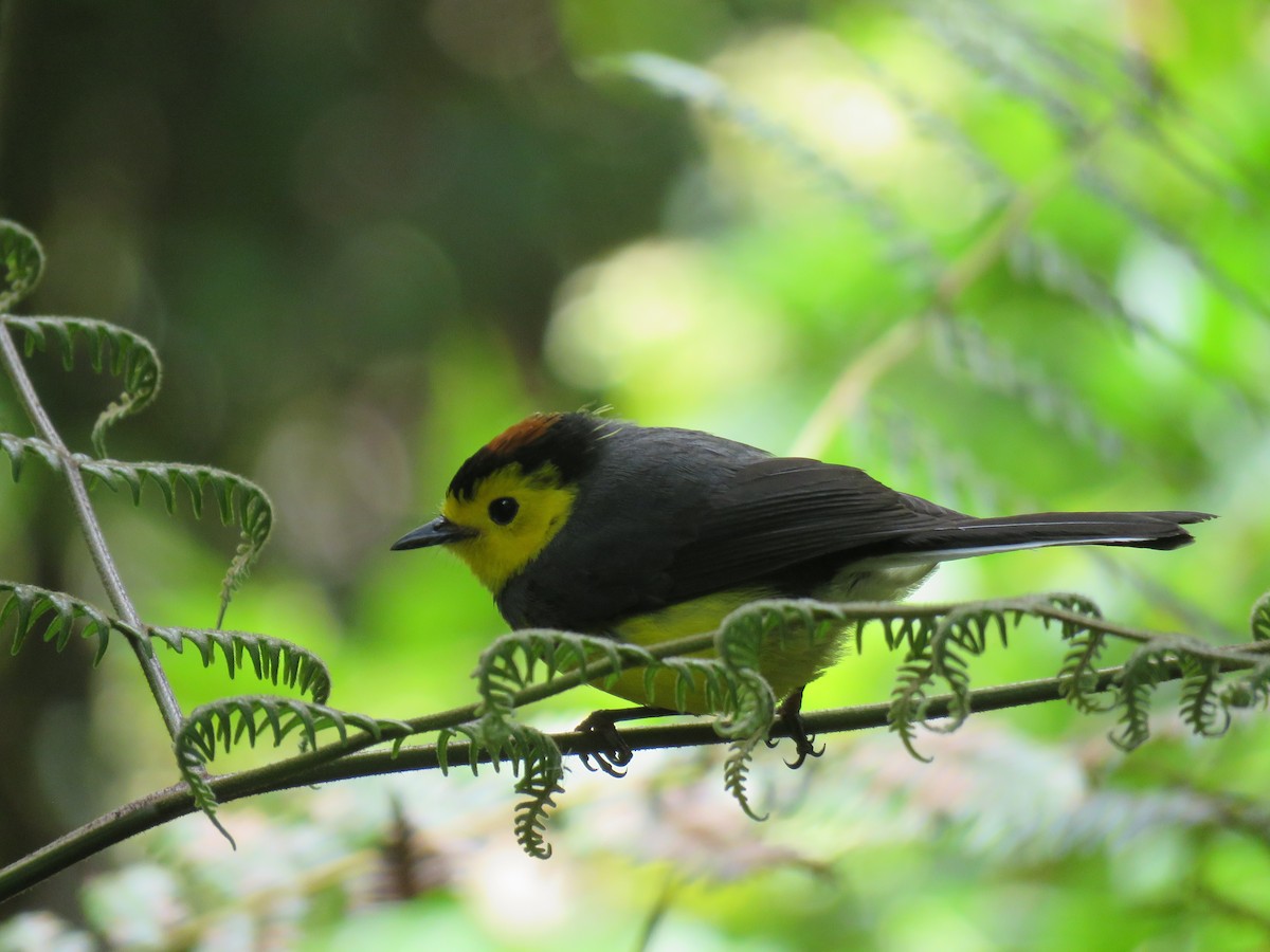 Collared Redstart - ML635194137