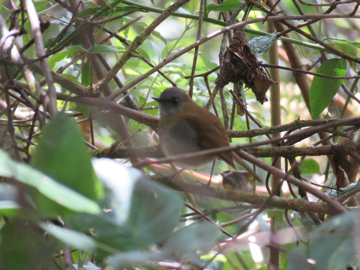 Black-billed Nightingale-Thrush - ML635194150