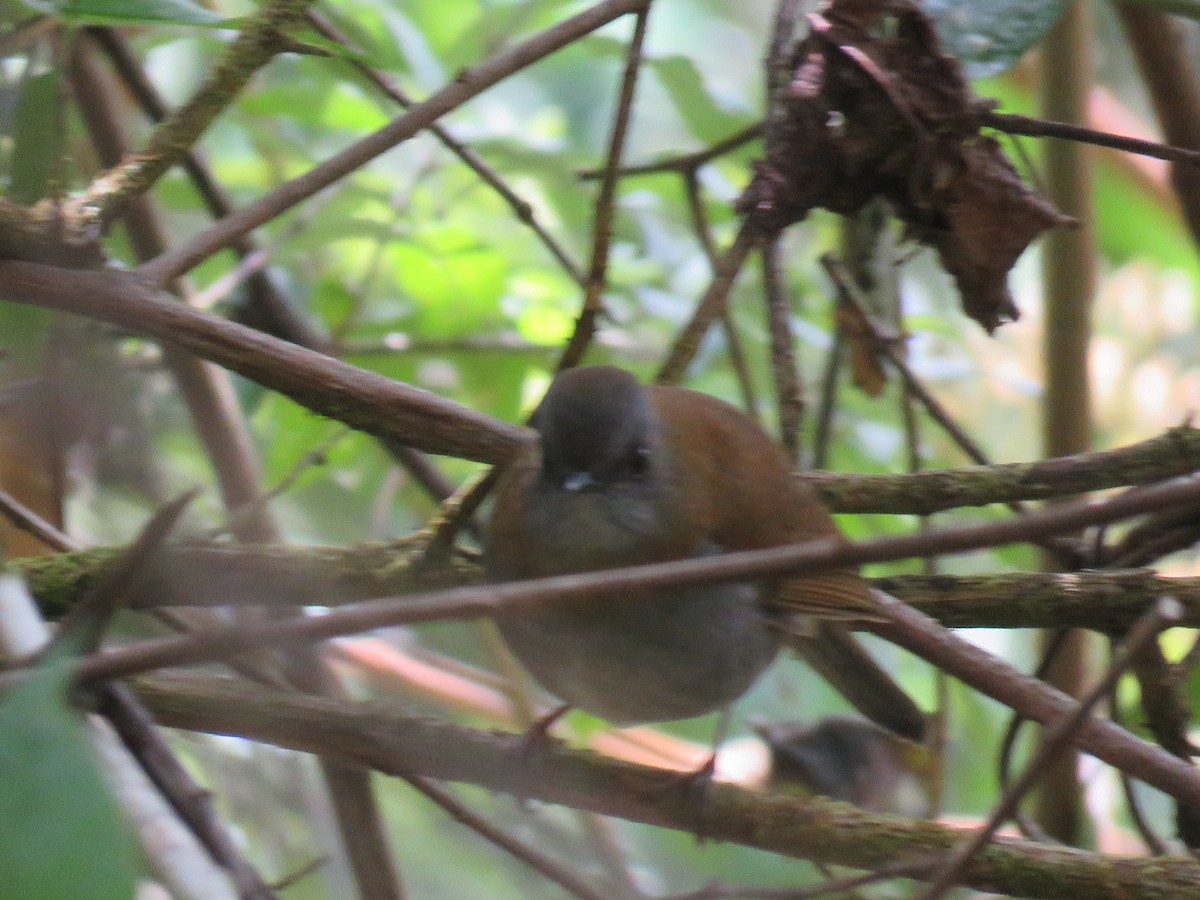 Black-billed Nightingale-Thrush - ML635194152