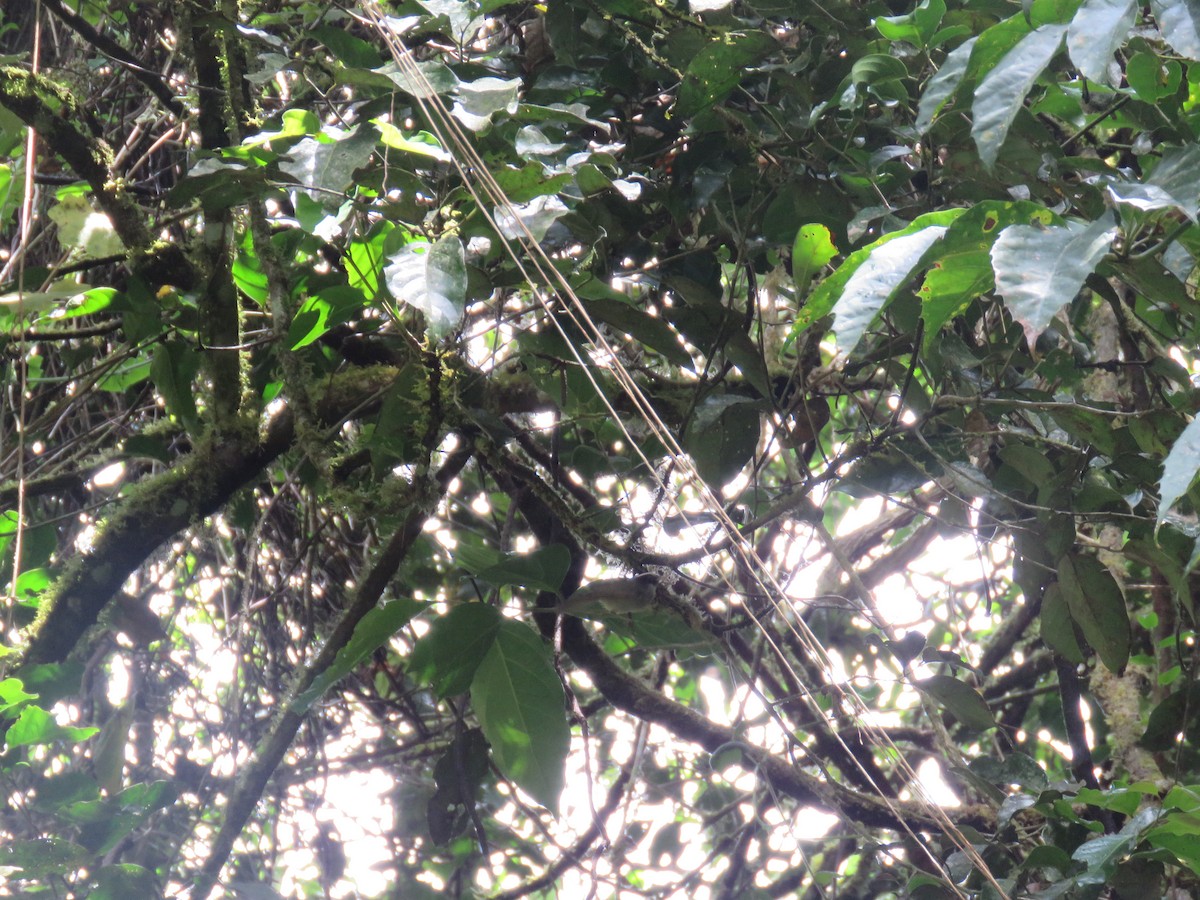 Black-cheeked Warbler - ML635194170