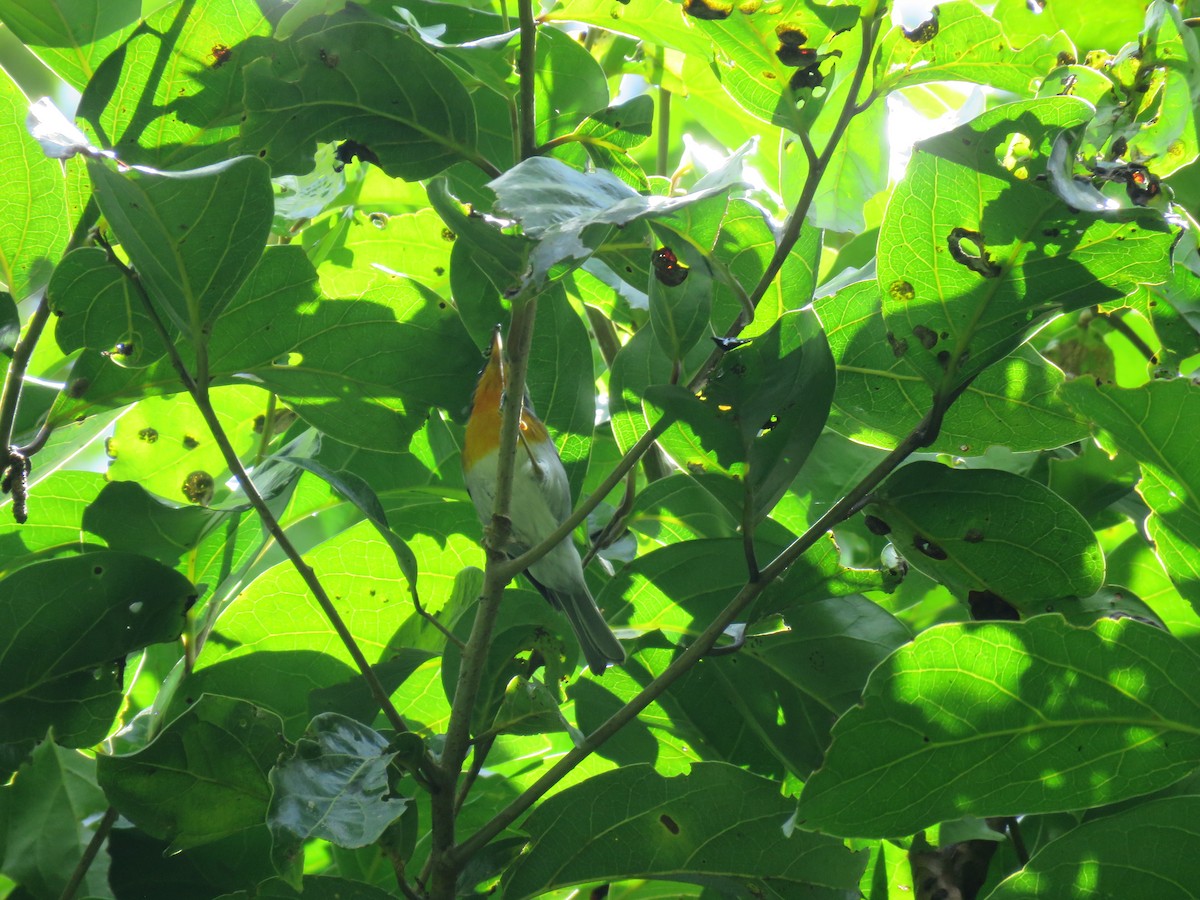 Flame-throated Warbler - ML635194184