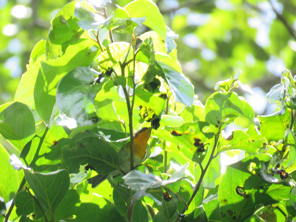 Flame-throated Warbler - ML635194189