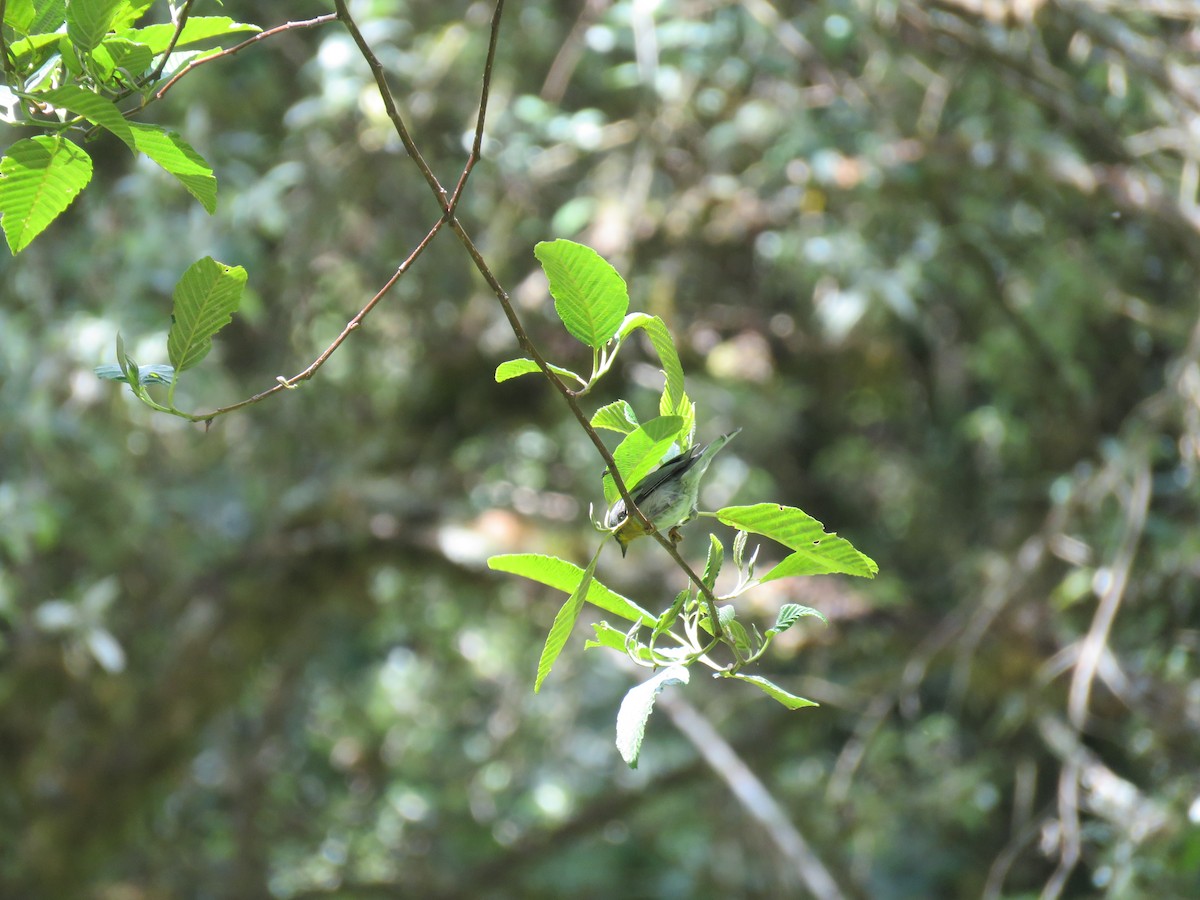 Flame-throated Warbler - ML635194198