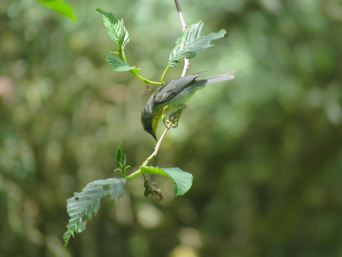 Flame-throated Warbler - ML635194235