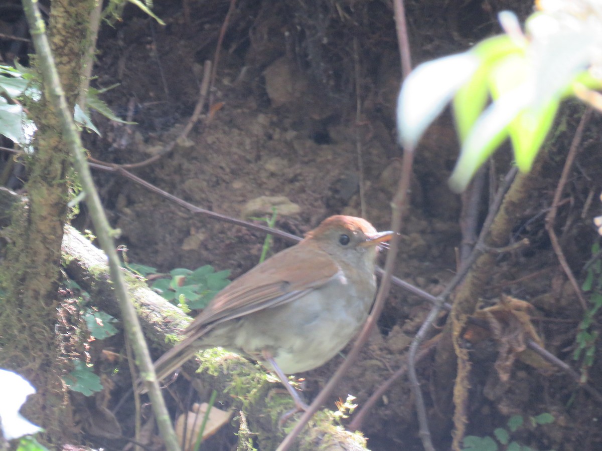 Ruddy-capped Nightingale-Thrush - ML635194325