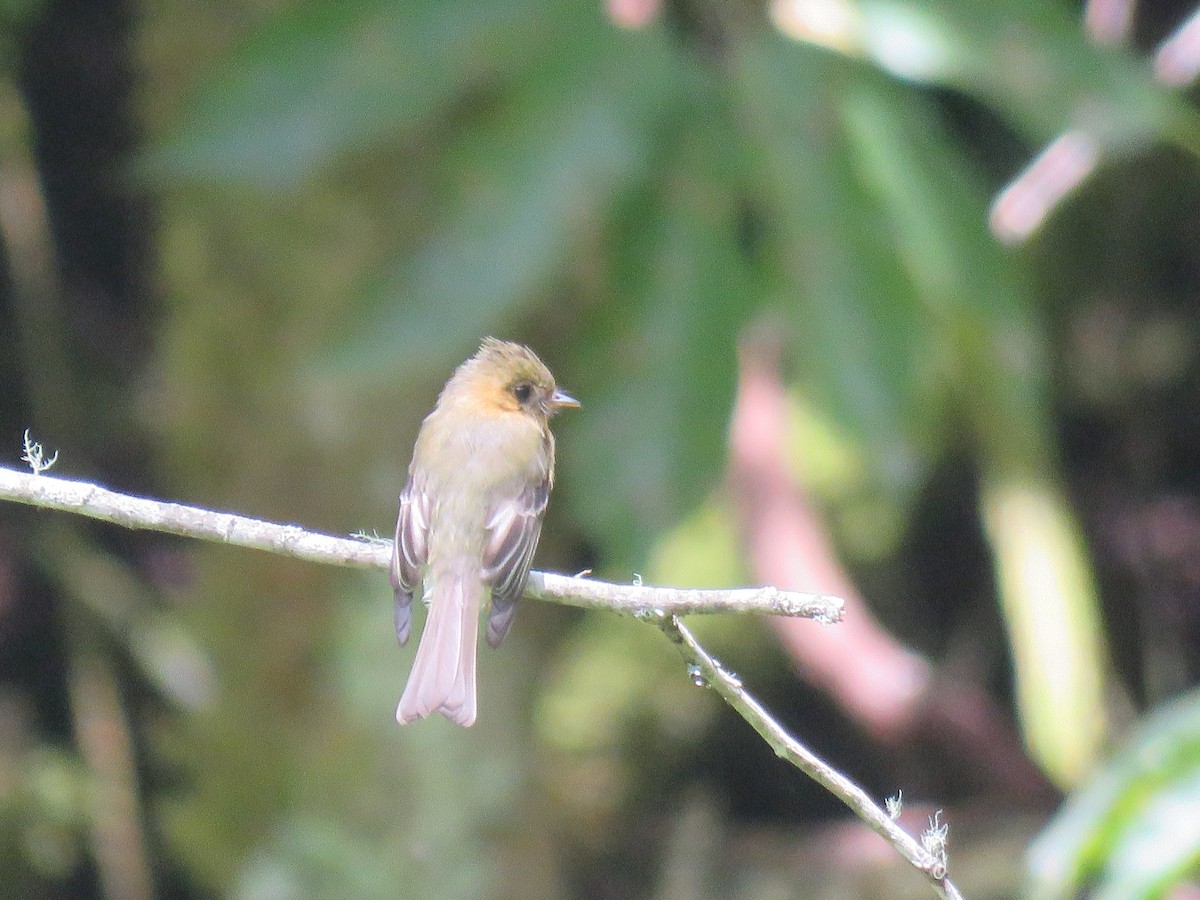 Tufted Flycatcher - ML635194331