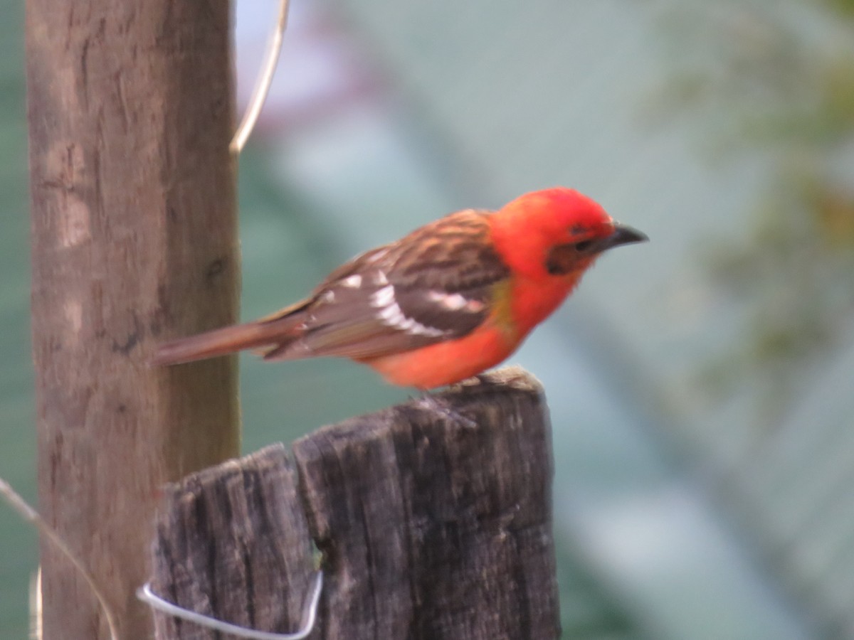 Flame-colored Tanager - ML635194397