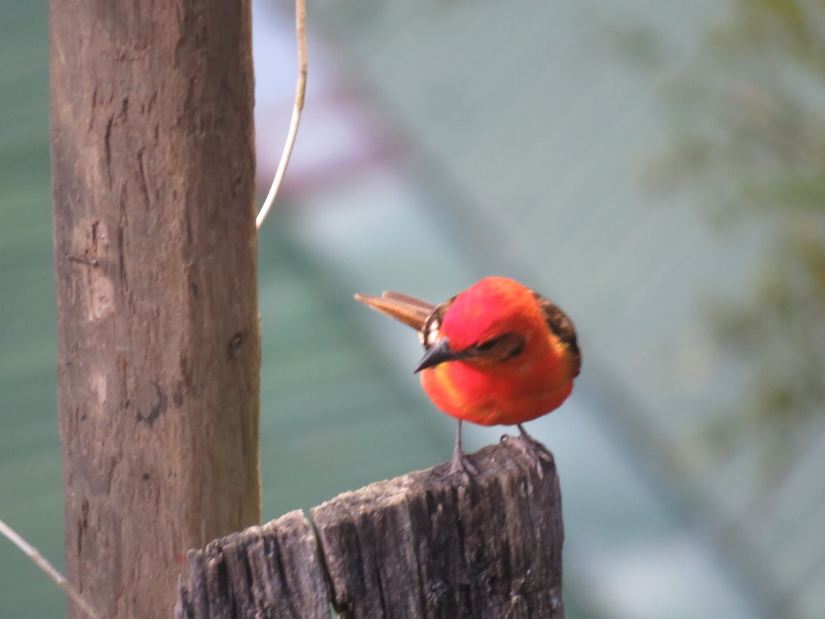 Flame-colored Tanager - ML635194399
