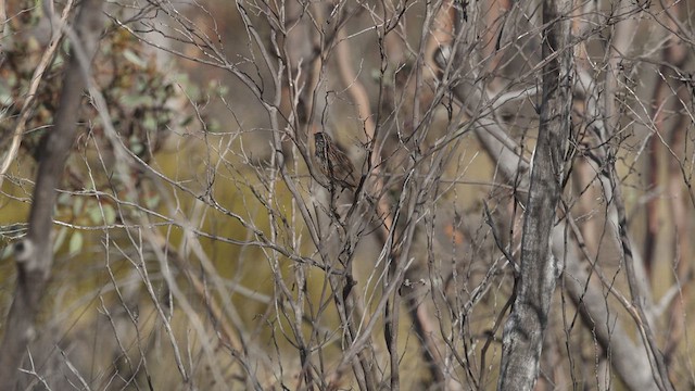 Striated Grasswren - ML635194412