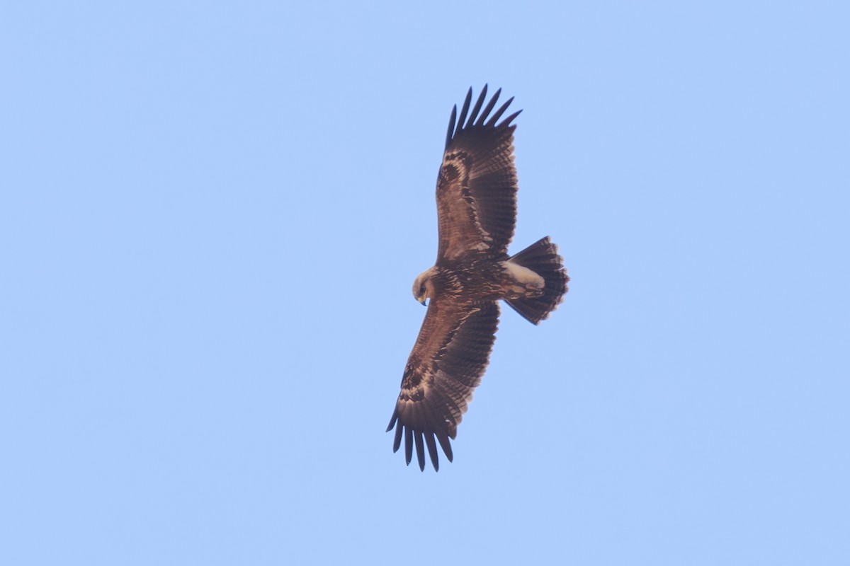 Tawny Eagle - ML635194417