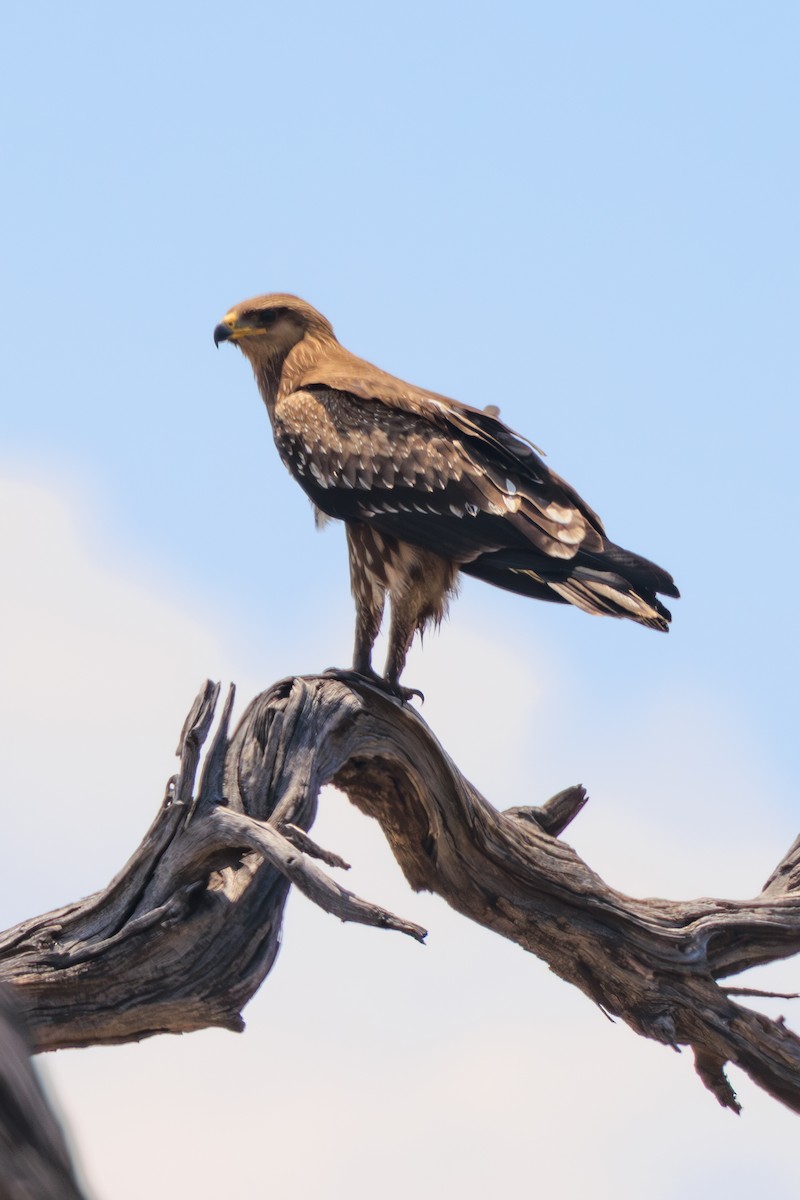 Tawny Eagle - ML635194418