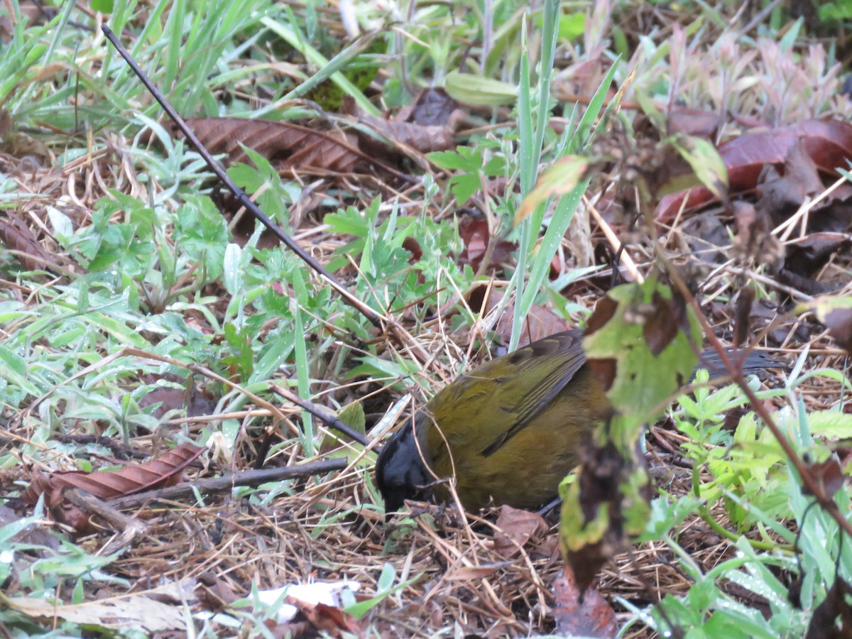 Large-footed Finch - ML635194426