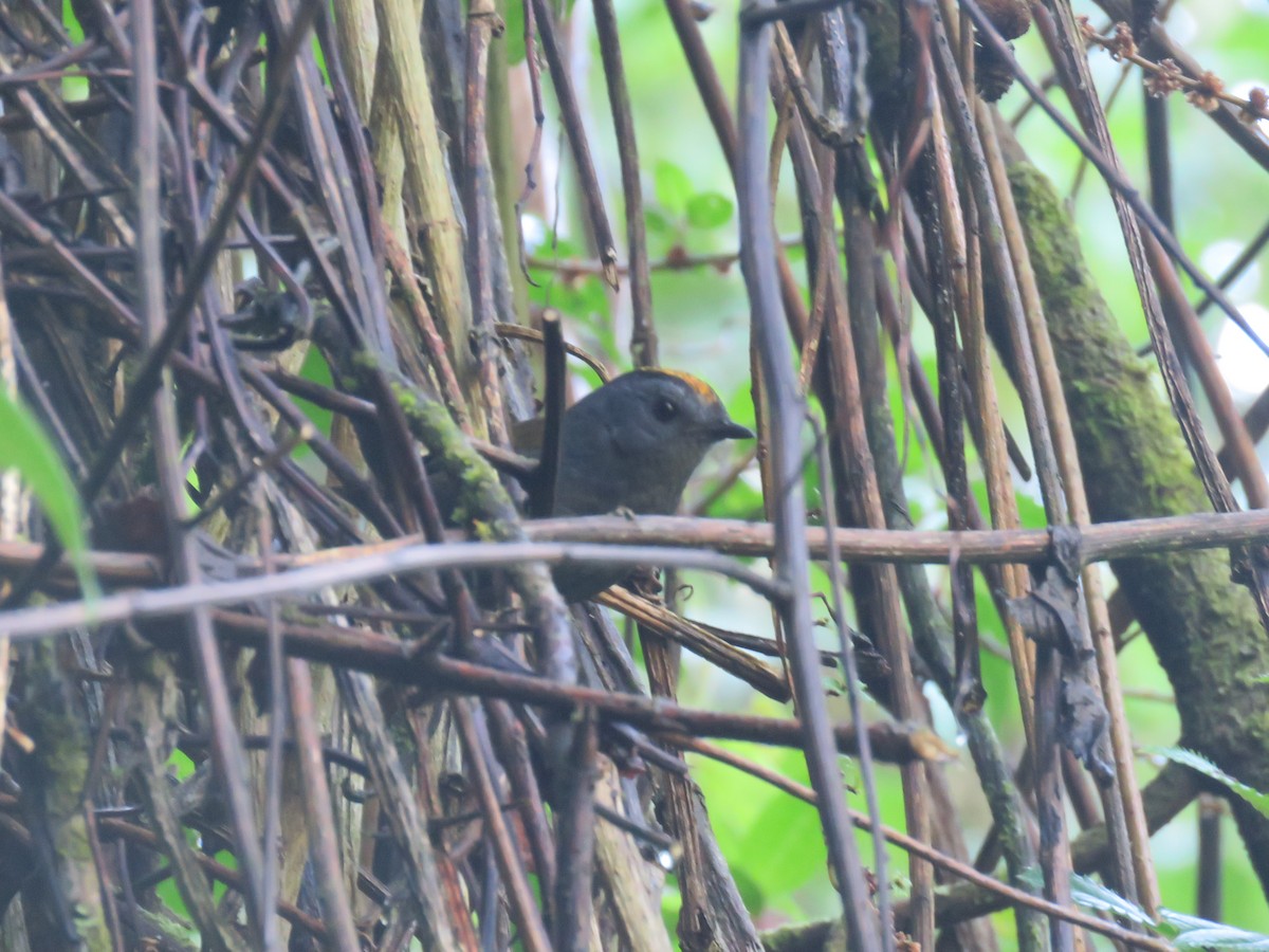 Wrenthrush - ML635194457