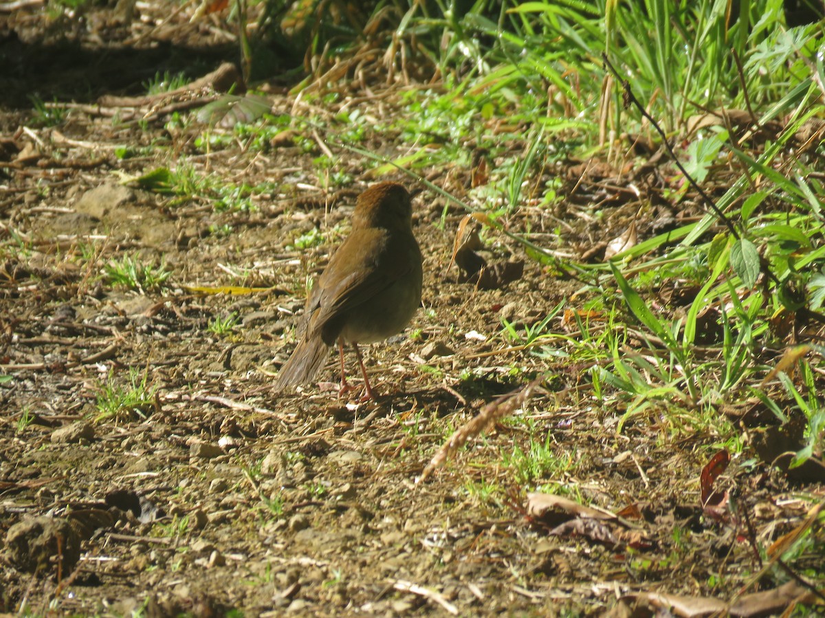 Ruddy-capped Nightingale-Thrush - ML635194485