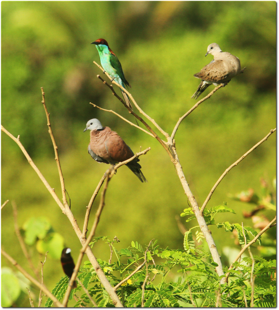 Red Collared-Dove - ML635194517
