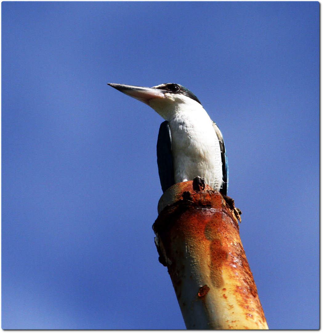 Collared Kingfisher - ML635194536
