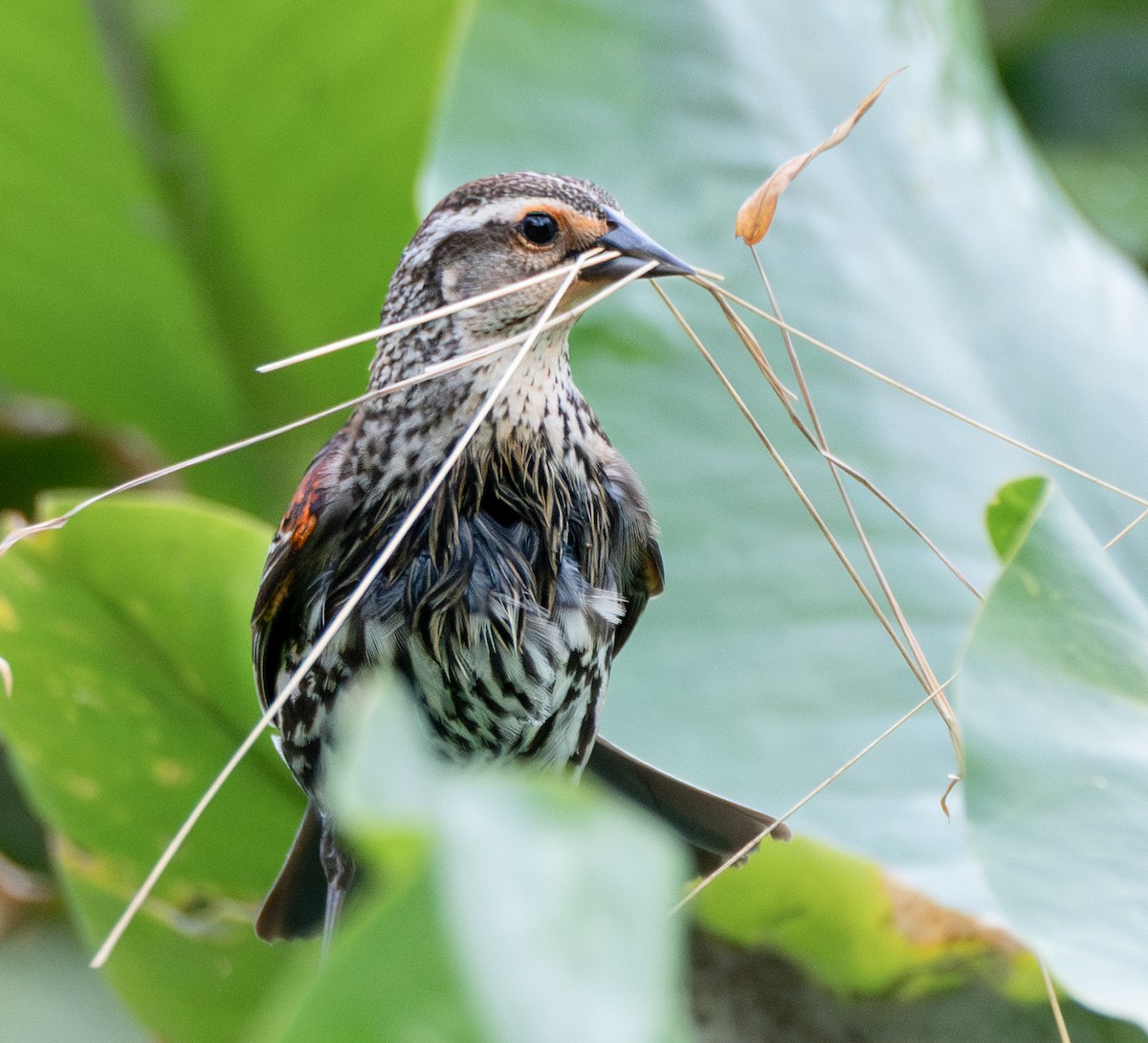 Red-winged Blackbird - ML635194553