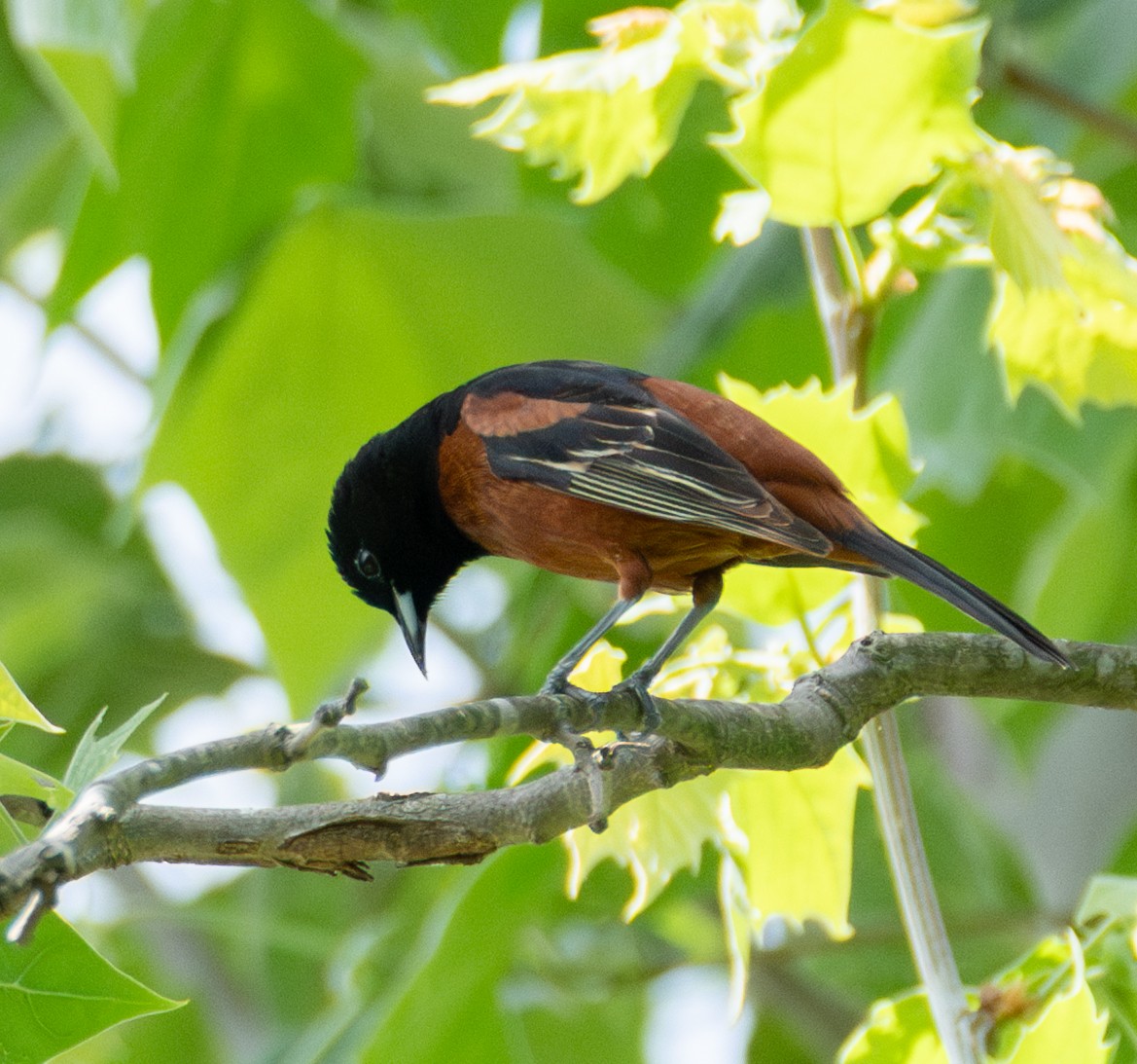 Orchard Oriole - ML635194571
