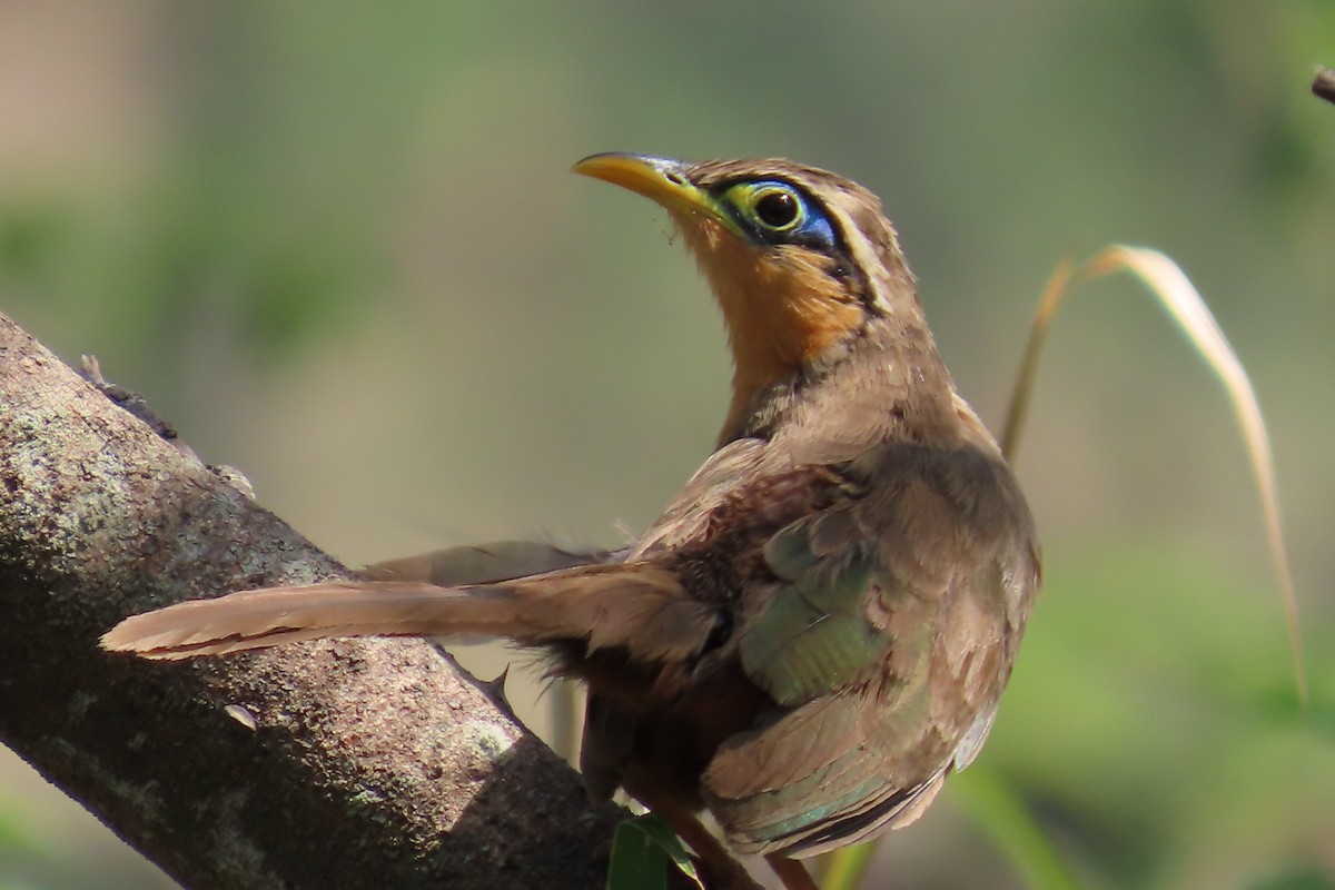 Lesser Ground-Cuckoo - ML635194596