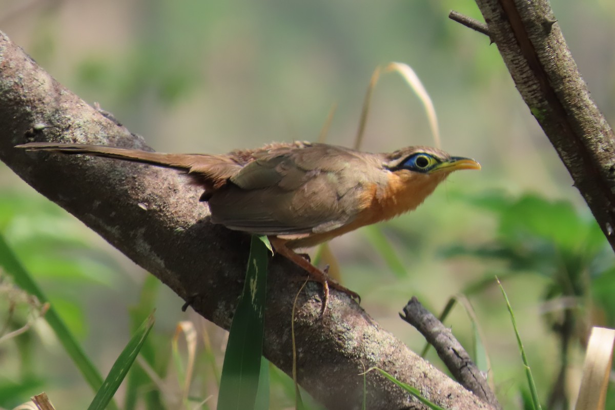 Lesser Ground-Cuckoo - ML635194597