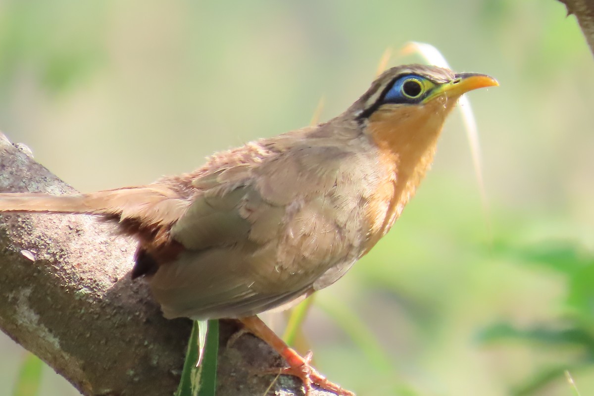 Lesser Ground-Cuckoo - ML635194598