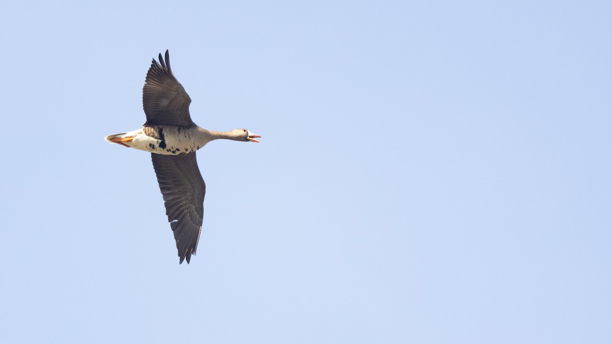 Greater White-fronted Goose (Western) - ML635194635