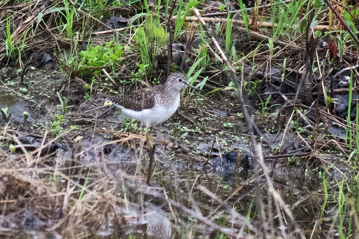 Solitary Sandpiper - ML635194702