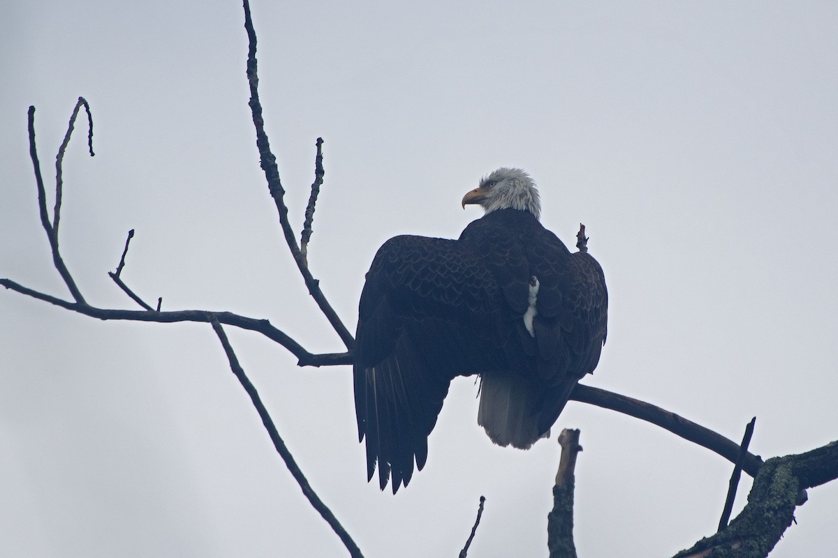 Bald Eagle - ML635194712